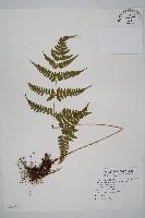 長葉鱗毛蕨藏品圖，第1張
