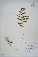 柔葉金星蕨藏品圖，第1張