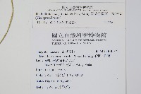 柔葉金星蕨藏品圖，第2張