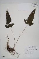 威氏聖蕨藏品圖，第1張