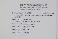 威氏聖蕨藏品圖，第2張