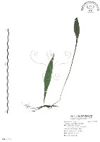 萊氏線蕨藏品圖，第1張