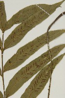 南海鐵角蕨藏品圖，第3張