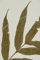 南海鐵角蕨藏品圖，第4張