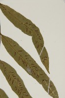 南海鐵角蕨藏品圖，第5張