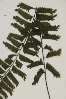 薄葉孔雀鐵角蕨、邊孢鐵角蕨藏品圖，第3張