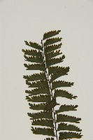 薄葉孔雀鐵角蕨、邊孢鐵角蕨藏品圖，第4張