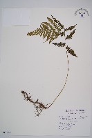 東洋蹄蓋蕨藏品圖，第1張