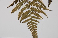 東洋蹄蓋蕨藏品圖，第3張