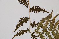 東洋蹄蓋蕨藏品圖，第4張