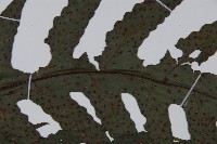 雲南三叉蕨藏品圖，第4張