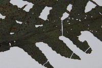 雲南三叉蕨藏品圖，第5張