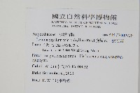 抱樹蕨、伏石蕨藏品圖，第2張