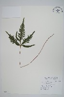 二形鳳尾蕨藏品圖，第1張