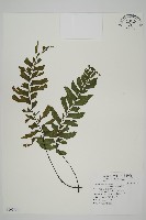 剪葉鐵角蕨藏品圖，第1張