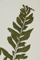 剪葉鐵角蕨藏品圖，第3張