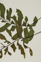 剪葉鐵角蕨藏品圖，第4張