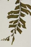 剪葉鐵角蕨藏品圖，第5張