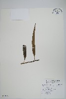 波氏星蕨藏品圖，第1張