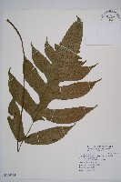 假腸蕨藏品圖，第1張