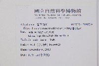 假腸蕨藏品圖，第2張