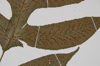 假腸蕨藏品圖，第3張