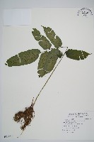 腸蕨藏品圖，第1張