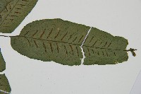 腸蕨藏品圖，第3張