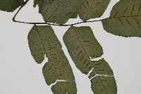 腸蕨藏品圖，第4張