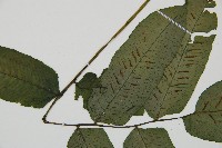 腸蕨藏品圖，第5張