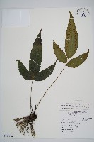 隱脈細柄雙蓋蕨藏品圖，第1張