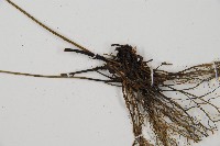 隱脈細柄雙蓋蕨藏品圖，第3張