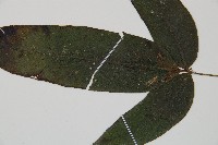 隱脈細柄雙蓋蕨藏品圖，第4張