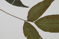 隱脈細柄雙蓋蕨藏品圖，第5張