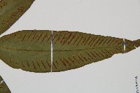 隱脈細柄雙蓋蕨藏品圖，第6張