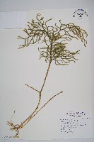 過山龍藏品圖，第1張