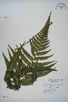 深山雙蓋蕨藏品圖，第1張