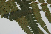 深山雙蓋蕨藏品圖，第4張