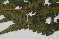 深山雙蓋蕨藏品圖，第5張