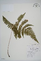 疏葉鱗毛蕨藏品圖，第1張