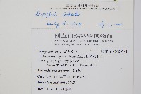 疏葉鱗毛蕨藏品圖，第2張