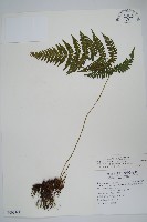 烏來金星蕨、毛柄金星蕨藏品圖，第1張