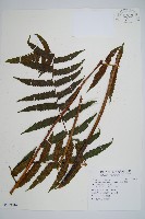 過溝菜蕨藏品圖，第1張