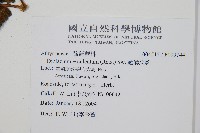 過溝菜蕨藏品圖，第2張