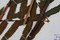 過溝菜蕨藏品圖，第3張