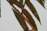 過溝菜蕨藏品圖，第4張