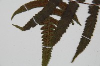 過溝菜蕨藏品圖，第5張