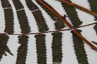 過溝菜蕨藏品圖，第6張