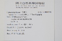 團扇蕨藏品圖，第2張