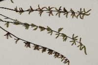 登錄號:P009746藏品圖，第3張